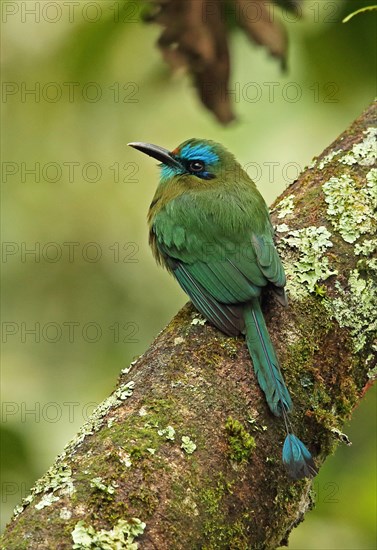 Keel-billed Motmot