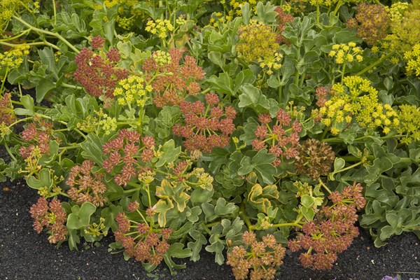 Canary Samphire