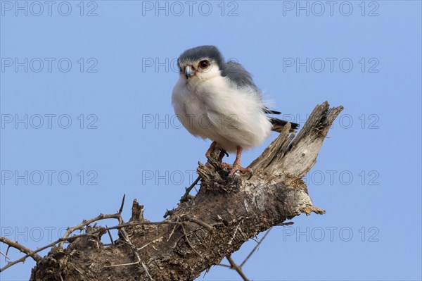 African Pygmy-falcon