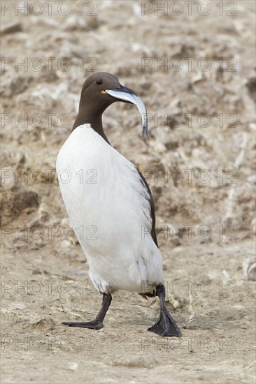 Common Guillemot