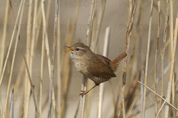 Eurasian Wren