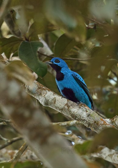 Blue cotinga