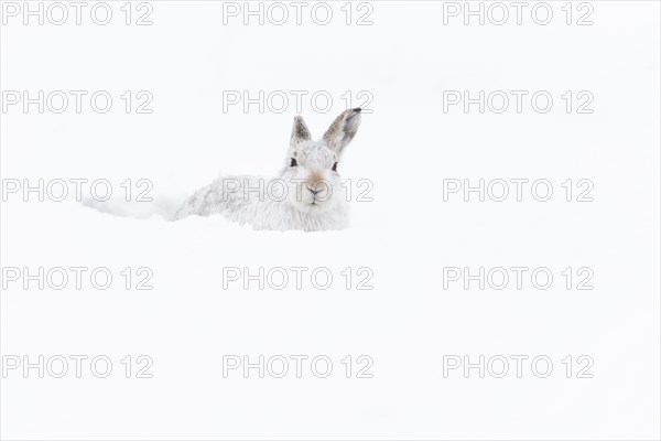 Mountain hare