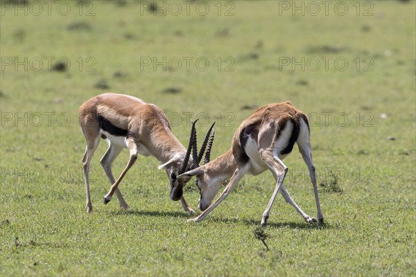 Thomson's Gazelle