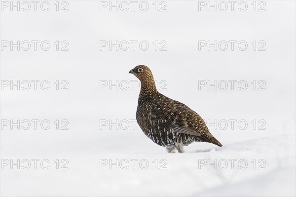 Scottish Grouse