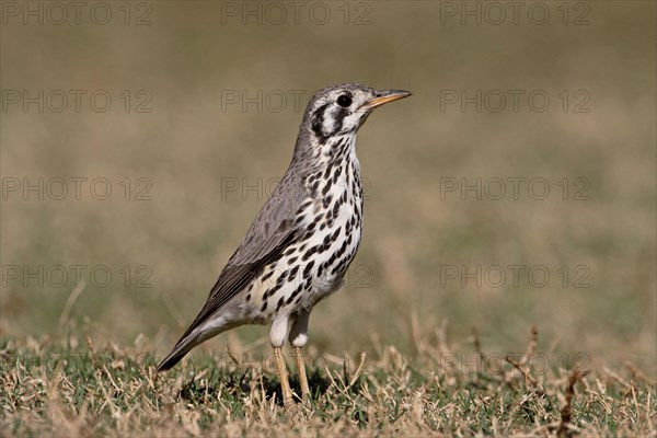 Groundscraper Thrush