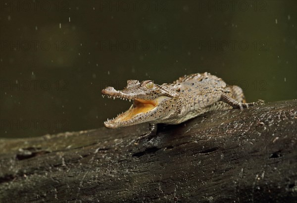 Pointed crocodile