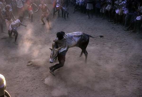 Jallikattu in Alangnallur during Pongal festival near Madurai Tamil Nadu