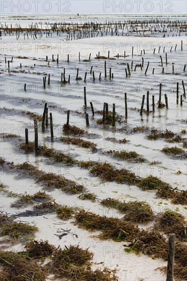 Red algae