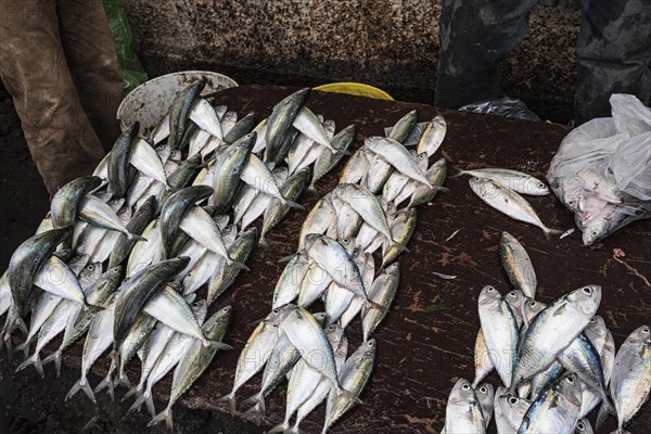 Fisch Angebot an Fischstand am Fischereihafen