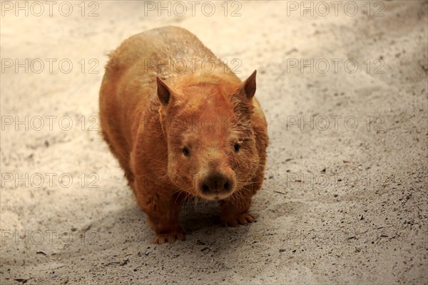 (Southern hairy-nosed wombat) (adult) (Mount Lofty) (South southern hairy-nosed wombat (Lasiorhinus latifrons), Australia, Oceania