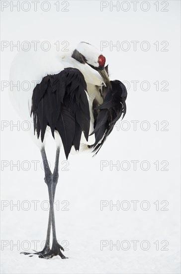 Adult Japanese red-crowned crane