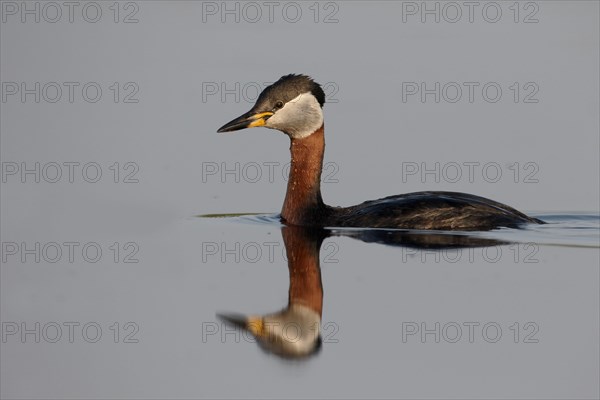 Red-necked grebe