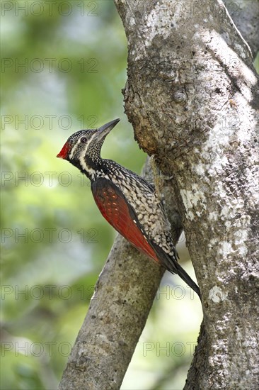 Black-rumped flameback