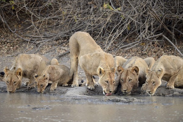 Angola lion