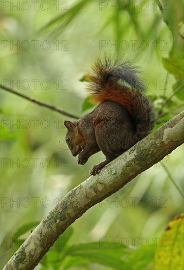 Red-tailed squirrel