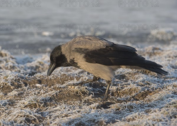 Hooded Crow