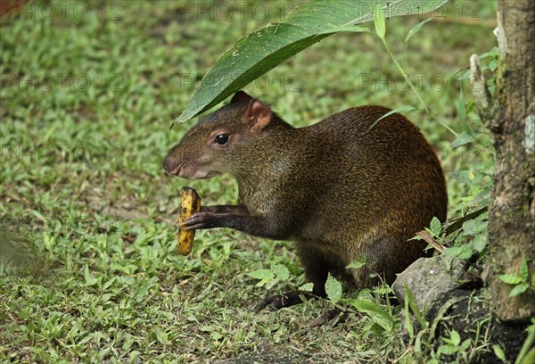 Central american agouti