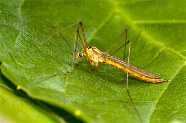 Spotted Cranefly