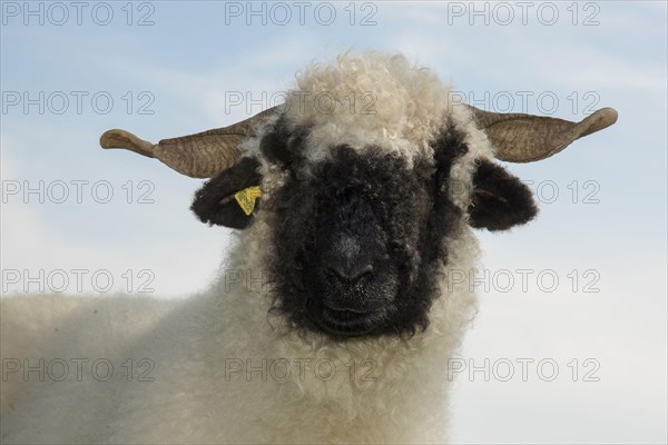 Valais Blacknose Sheep