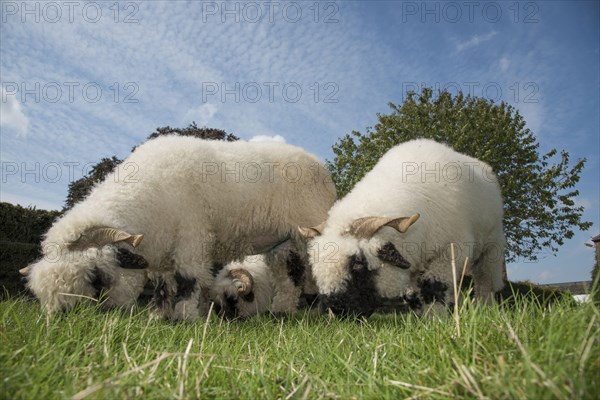 Valais Blacknose Sheep