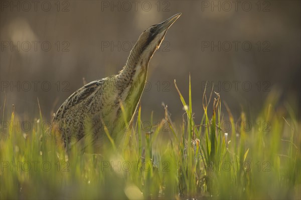 Great Bittern