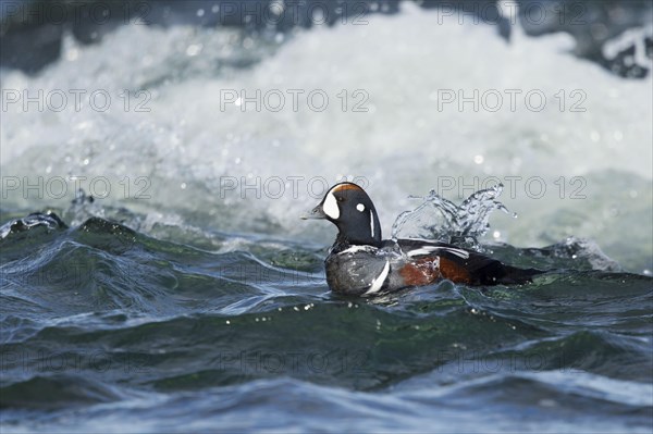 Harlequin duck