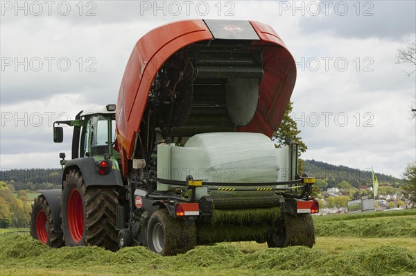 Cow in a baler and wrapper