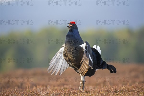 Black Grouse