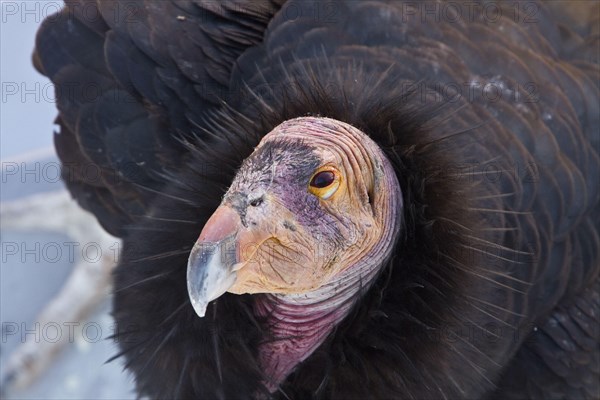 California Condor