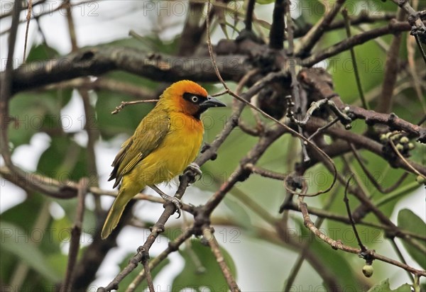 Black-necked Weaver