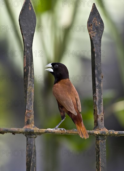 Chestnut Munia