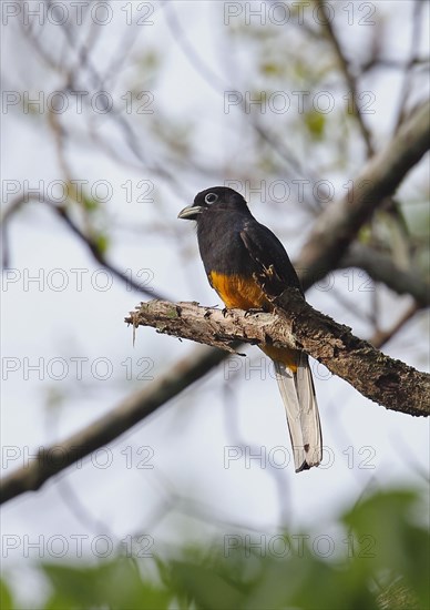 White-tailed Trogon