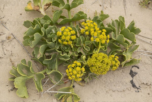 Canary Samphire