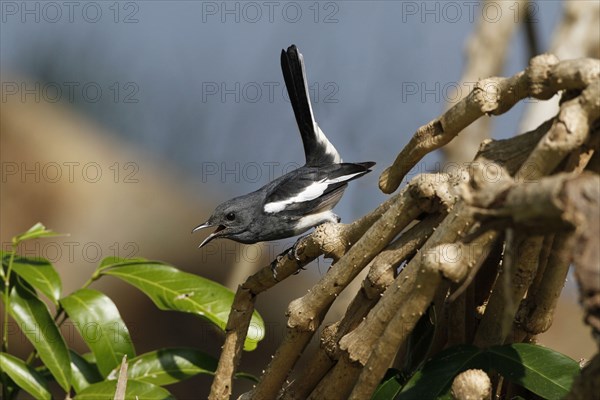 Oriental Magpie-robin