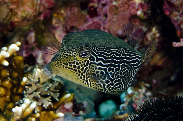 Reticulate Boxfish