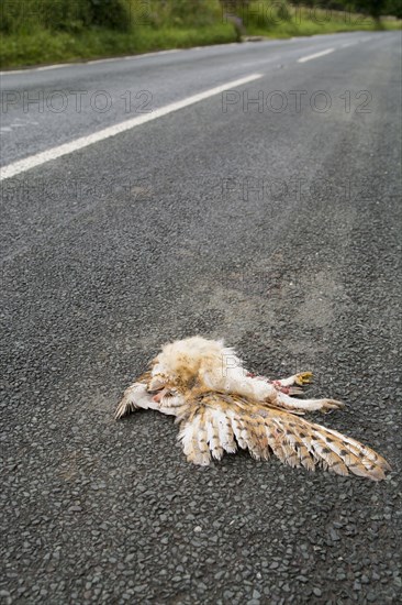 Common barn owl