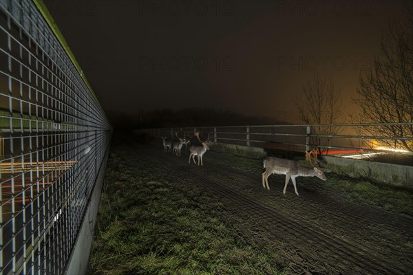 Fallow Deer