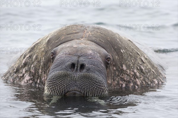 Atlantic Walrus