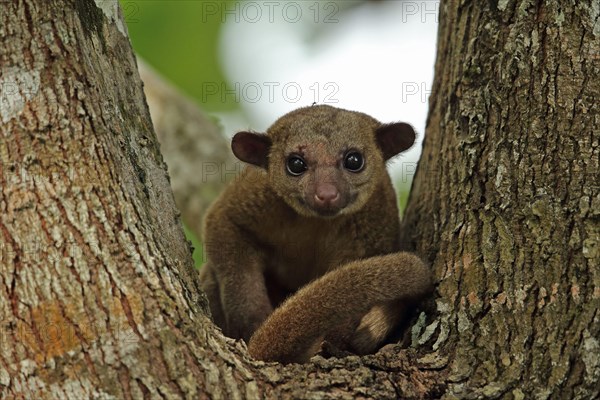 Kinkajou