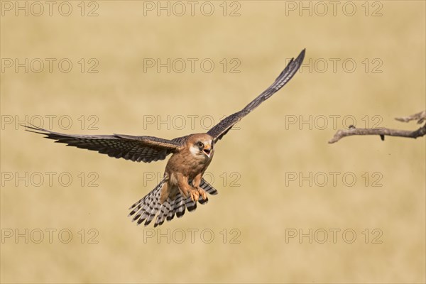 Red-footed Falcon