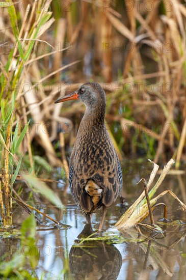 A water rail