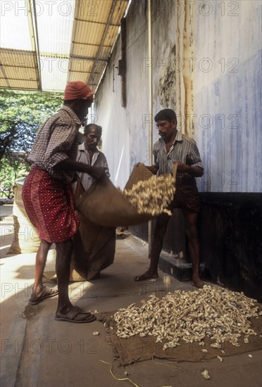 Dry ginger in a spice shop at Mattancherry