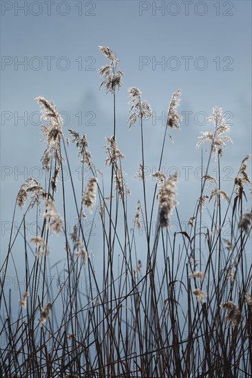 Winterliches Schilfgewaechs im Gegenlicht