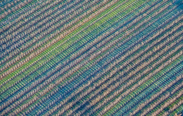Aerial view of an apple orchard