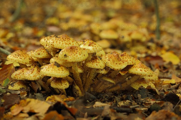 Group of Shaggy Scalycap