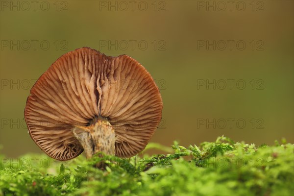 Cap underside with lamellae from a honey fungus