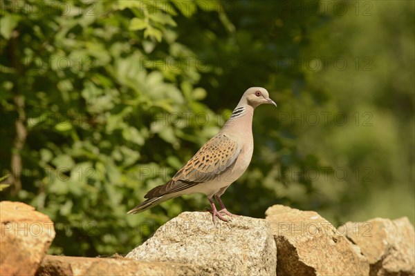 Turtle dove