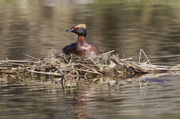 Horned grebe