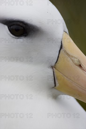 Black-browed albatross